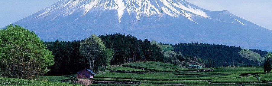 Mount Fuji view to be blocked to deter tourists